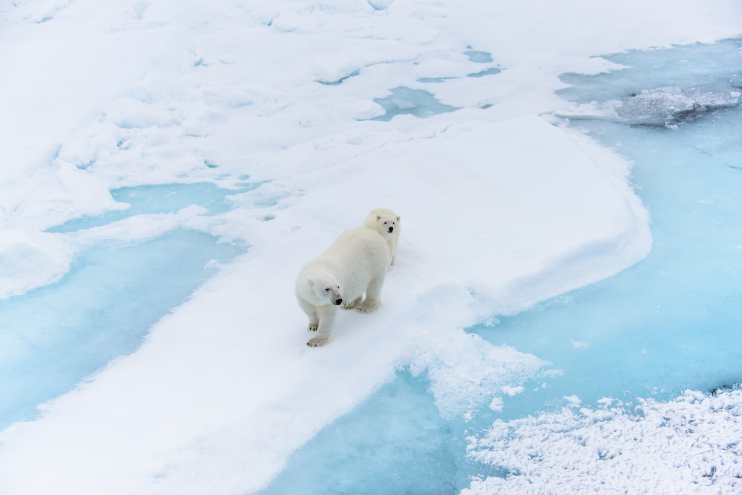 Paisaje del Ártico: Uniendo Fuerzas para la Protección del Medio Ambiente
